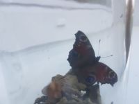 Img 20180726 Wa0000