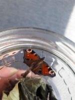 Img 20180805 Wa0001